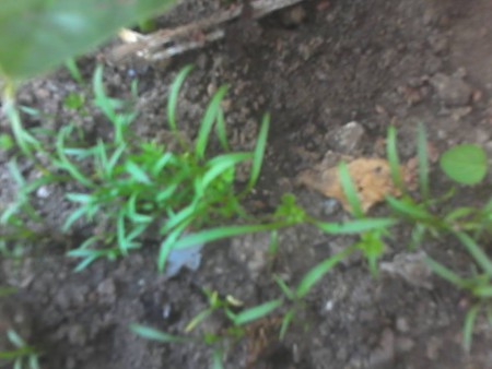 Zanahorias