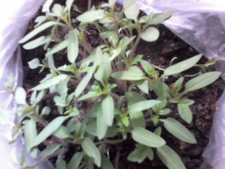 De las plantas que sembramos, la del tomate es la más alta