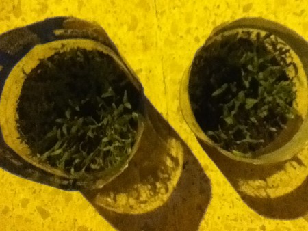 Tomates creciendo en conjunto