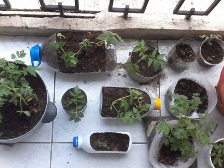 Las plantas una vez transplantadas